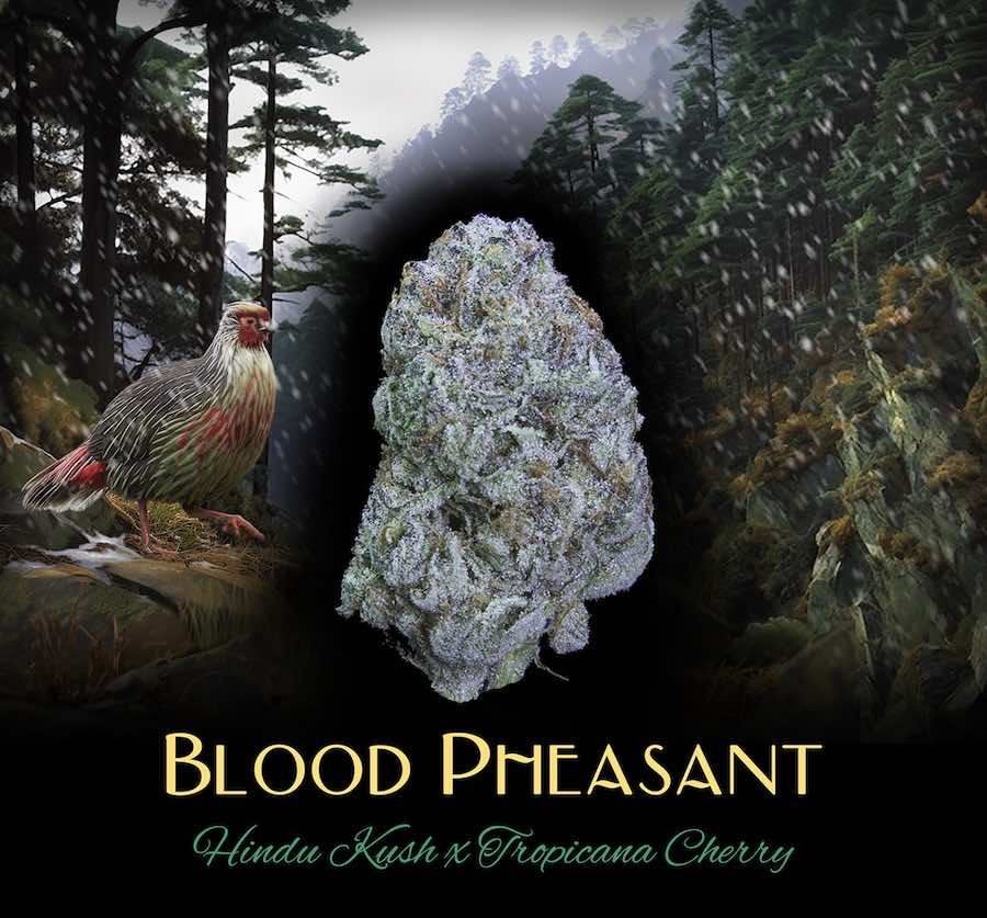 Blood Pheasant