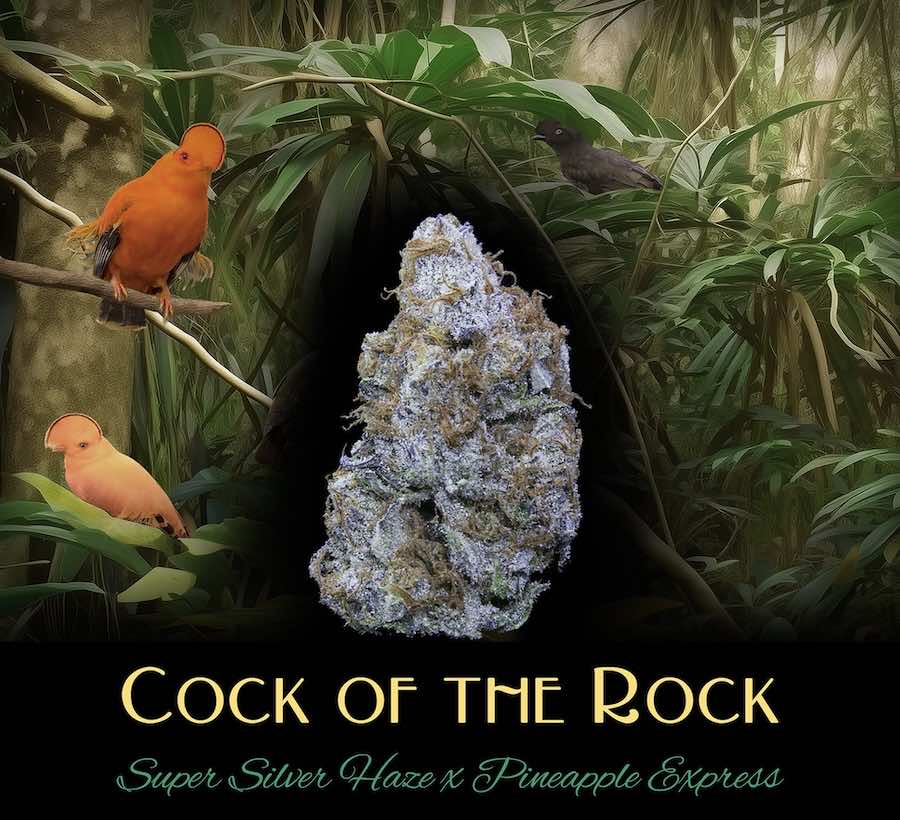 Cock-Of-The-Rock