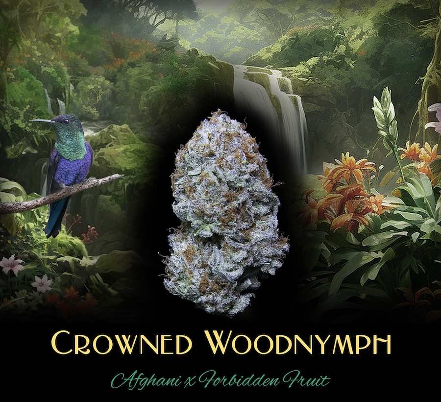 Crowned Woodnymph