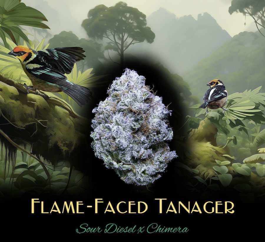 Flame-Faced Tanager