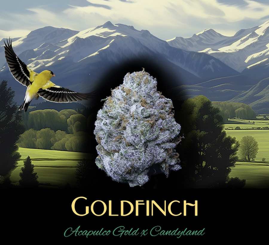 Goldfinch