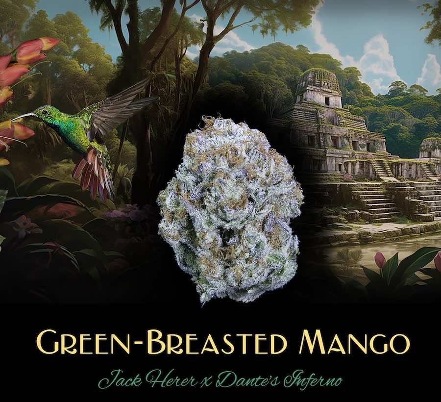 Green-breasted Mango