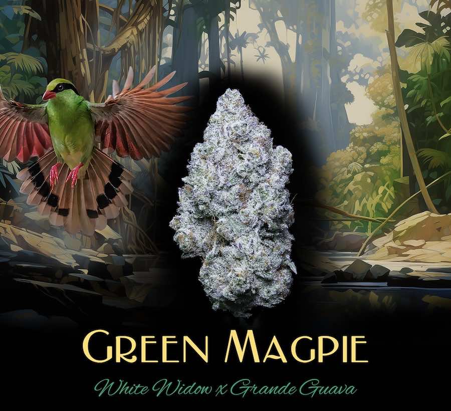 Green Magpie