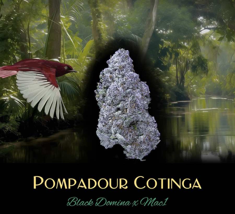 Pompadour Cotinga