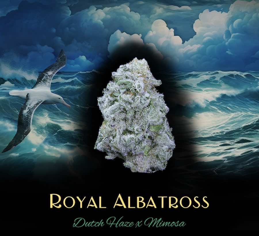 Royal Albatross