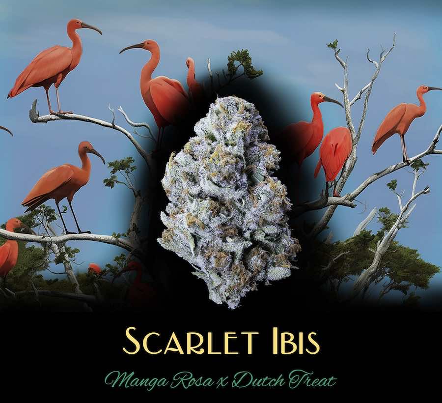 Scarlet Ibis