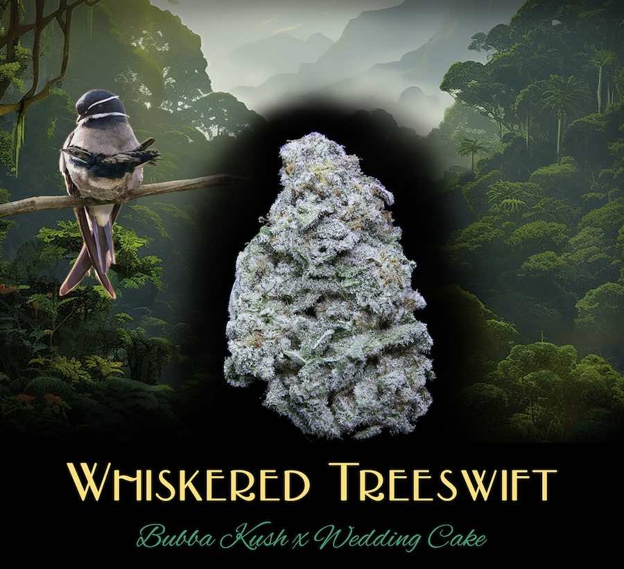 Whiskered Tree Swift