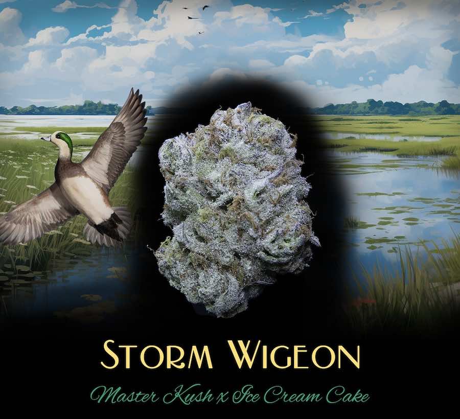 Storm_Wigeon_Revised_Web_Image Storm Wigeon